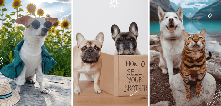 A collage of five Instagram pet influencers