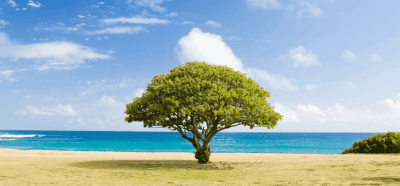 Does A Linktree Negatively Impact Your Website