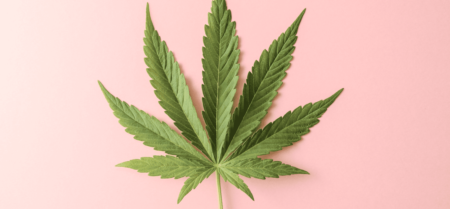 A marijuana leaf against a pink background