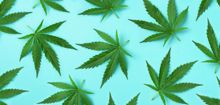 Marijuana leaves against a light blue background